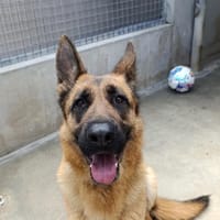 Ulixa, chienne à adopter
