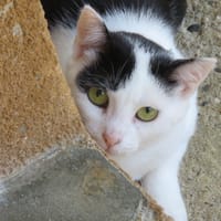 TAGADA, chatte à adopter