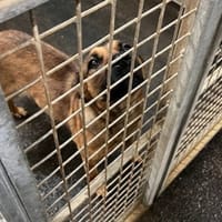 Lopie, chienne à adopter