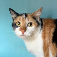 VERONIQUE att tests, chatte à adopter