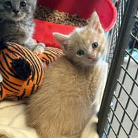 NIGLOU, chat à adopter