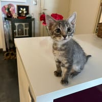 PISSENLIT, chat à adopter