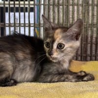 BRANDY, chatte à adopter