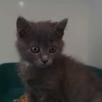 baby, chatte à adopter
