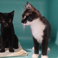 Diane, chatte à adopter