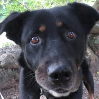 LOOPING, chien à adopter