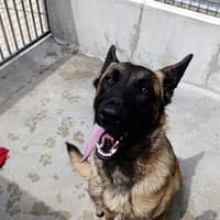 Darius, chien à adopter