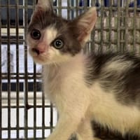 JACK, chat à adopter