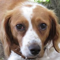 JOUJOUNE, chienne à adopter