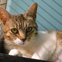 Ellen Cab4153, chatte à adopter