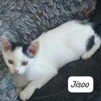 JISOO, chatte à adopter