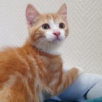 AL CHA, chat à adopter