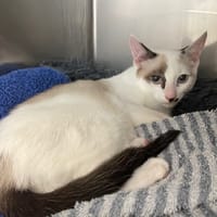 JOE, chat à adopter