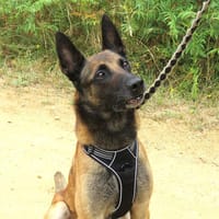 PABLO 2, chien à adopter