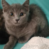 Qudo, chat à adopter