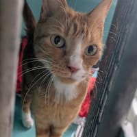 AMBRE, chatte à adopter