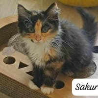 SAKOURA (bb salina), chatte à adopter