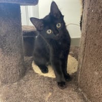 Arlo, chat à adopter