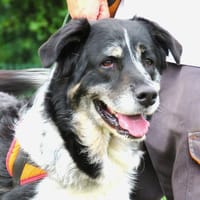 GOKU, chien à adopter