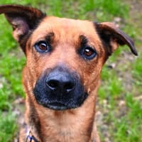 Kamel, chienne à adopter