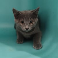 Qucki, chat à adopter