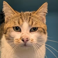 JUNON, chat à adopter