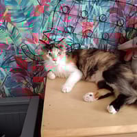 CHANCE, chatte à adopter