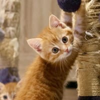 JOYEUSE C, chatte à adopter