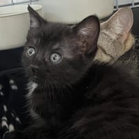 GINNY C, chatte à adopter