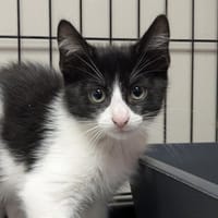 PERSEPHONE, chatte à adopter