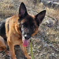NALA     CNNE, chienne à adopter