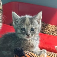 SILA, chatte à adopter
