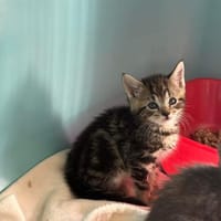 GILOU, chat à adopter