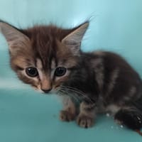 Lisa, chatte à adopter