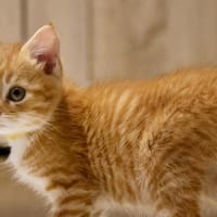 CHARMEUSE C, chatte à adopter