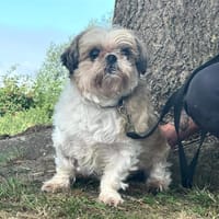 ASKO, chien à adopter