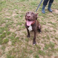 NESQUICK PAA22924, chienne à adopter