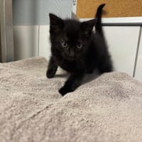 LOLITA, chatte à adopter