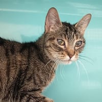PRINCESSE C, chatte à adopter