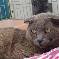 Zipp, chat à adopter