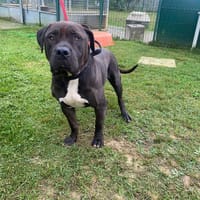 MICHELLE PAA22920, chienne à adopter