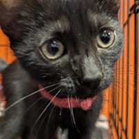 JEUDI, chatte à adopter
