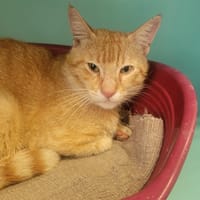 Max, chat à adopter