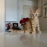 BUSSEROLE, chat à adopter