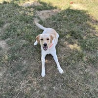 VAY, chienne à adopter