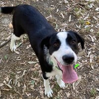 ZEBULON, chien à adopter
