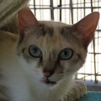 AMBRE, chatte à adopter