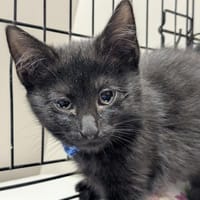 MELINOE, chatte à adopter