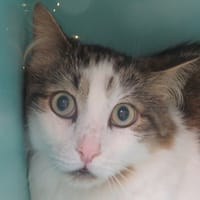 NEWTON, chat à adopter