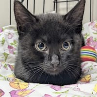 HADES, chat à adopter